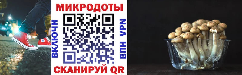 Псилоцибиновые грибы Psilocybe  даркнет сайт  Медвежьегорск 